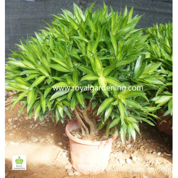 Dracaena reflexa Ornamental Plants